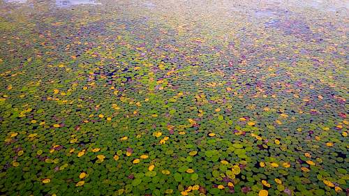 ramer aerial photography of green and yellow field tn 38367